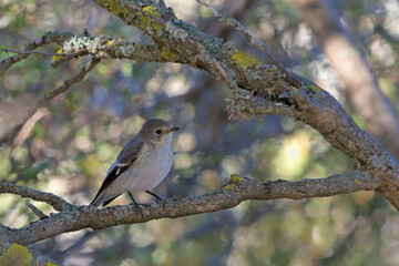 European Pied Flycatcher (Ficedula hypoleuca), Crete 