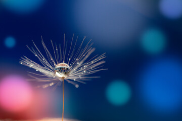 Abstract blurred nature background dandelion seeds parachute. Abstract nature bokeh pattern - 412638994