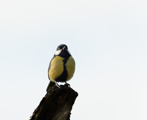 Great tit on a branch