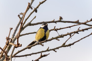 Great tit in the wild