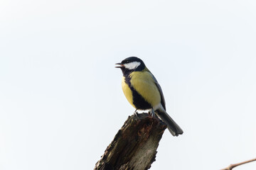 Obraz premium Great tit on a branch in the wild