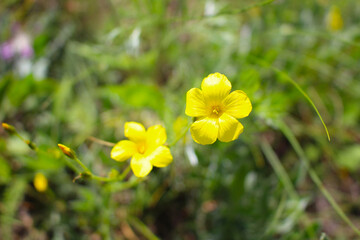 Flowerscape. In full bloom, a bright yellow flower.