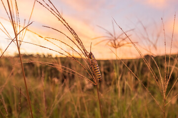 Colourful Locust resting on the long grass in the farmlands of Southern Africa whilst the sun sets...