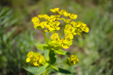 Flowerscape. In full bloom, a bright yellow flower.