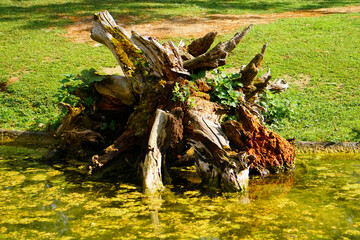 Fototapeta na wymiar Wood in swamp Stock Photo Stock Images Stock Pictures