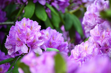 garden with hydrangea flower spring season