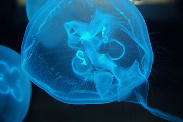 Blue Jellyfish Stock Photo Stock Images Stock Pictures