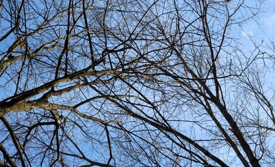 The bare tree branches with the sky in the background.