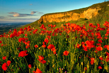 Plakat Beautiful sunset in a field fool of poppies, with a mountain in the background