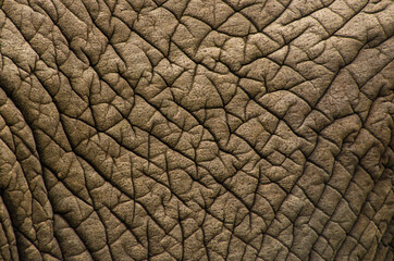 Detail of te texture of an African elephant