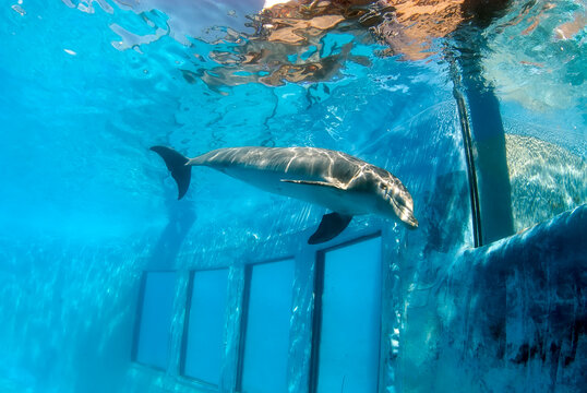 Fototapeta Bottlenose dolphin (turnips truncates) swimming in a pool with windows for the public to see them underwater.