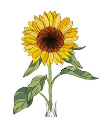 sunflower on an isolated background.  yellow flower with leaves