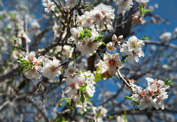 Close up of  branch with  beautiful almond  flowers.