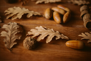 Close up view of oak leaves and acorns. Autumnal background. 