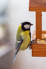 tit at the feeder
