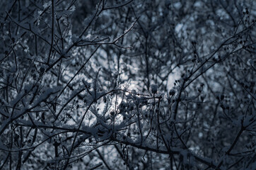 Obraz premium Abstract background of branches covered with snow and frost.