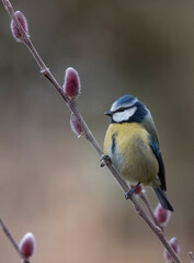 Blue tit bird
