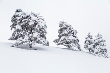 Wooden bench under snowy pine tree on a winter