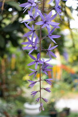 Obraz premium Petrea volubilis