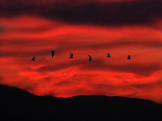 In volo nella sera