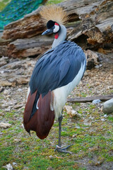 Crowned Bird standing on one leg Stock Photo Stock Images Stock Pictures