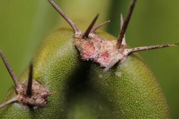 macro of a cactus