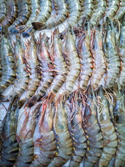Royal large sea prawns stacked in a row