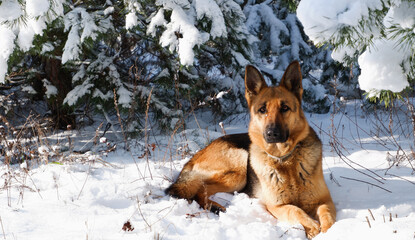 German shepherd dog sits for a walk in a pine forest on a sunny winter day.