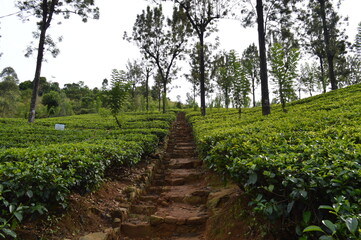 Fototapeta na wymiar Path through a tea plantation on a hill