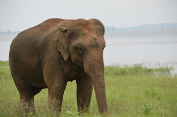 Fototapeta na wymiar Asian elephant
