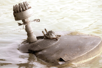 Zoom-in shot of a Tortoise pair relaxing on some metal structure in a lake.