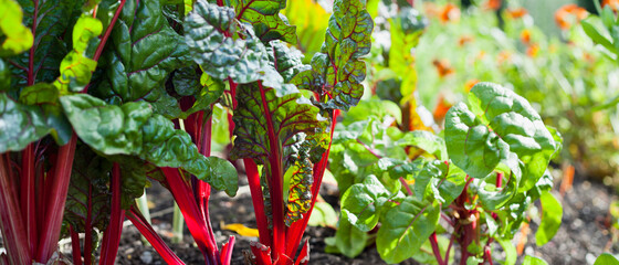 Beta Vulgaris - Purple beetroot leaves in the permaculture countryside vegetable garden during the...