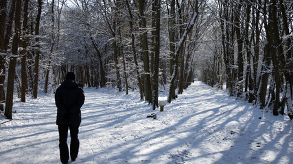 person walking in winter forest