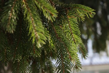 Obraz premium branches of a pine