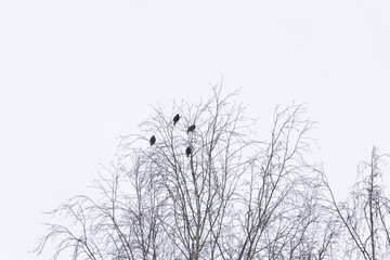 Birds sitting in the snowy branches of a tree