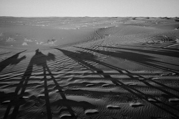 Fototapeta premium shadow of dromedaries in the desert dunes