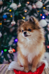 Obraz premium Cute little pomeranian dog under christmas tree