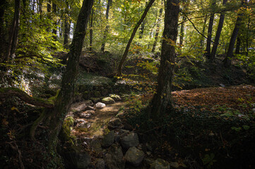 Obraz premium le Gobé ruisseau à Chambésy