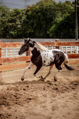 training and taming a young foal horse