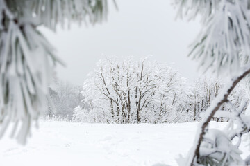 Winter snow-covered forest. View through the fluffy fir branches. Cloudy winter landscape. A beautiful Christmas fairy tale. Lots of snow, no people, atmospheric white natural background.