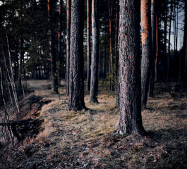 Autumn forest in the morning