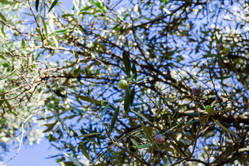 Green olive tree branch with olives growing