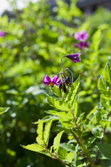Purple and violet Potatoes flowers in sunlight grow on farm field. Close up of flowers of new potatoes and seed pods -  berries in organic vegetable garden.