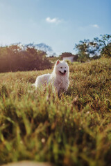 Obraz premium beautiful samoyed dog on the wild river