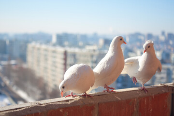 Three white doves coo against the cityscape from a high floor. Relationship of a group of white birds. Doves symbol of peace and family and romantic. - obrazy, fototapety, plakaty