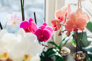 Blooming orchids. White, purple, pink, orange, red orchids blossom on window sill. Home flowers growth. Gardening