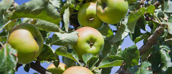 Apple trees with fruit in the orchard.