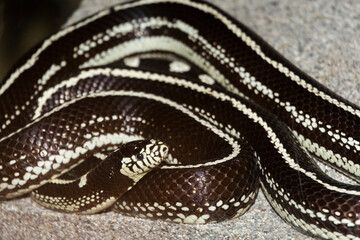 Black and white California kingsnake in a terrarium