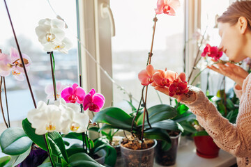 Young woman smelling blooming orchids on window sill. Housewife taking care of home plants and flowers. Hobby