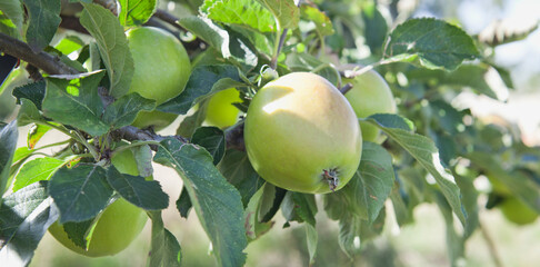 Apple trees with fruit in the orchard.